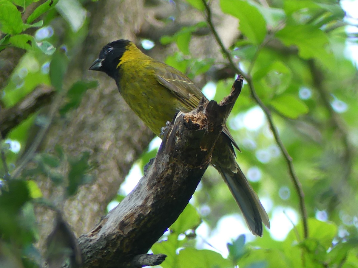 Crimson-collared Grosbeak - ML646123390