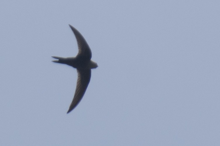 swift sp. - ML646123393