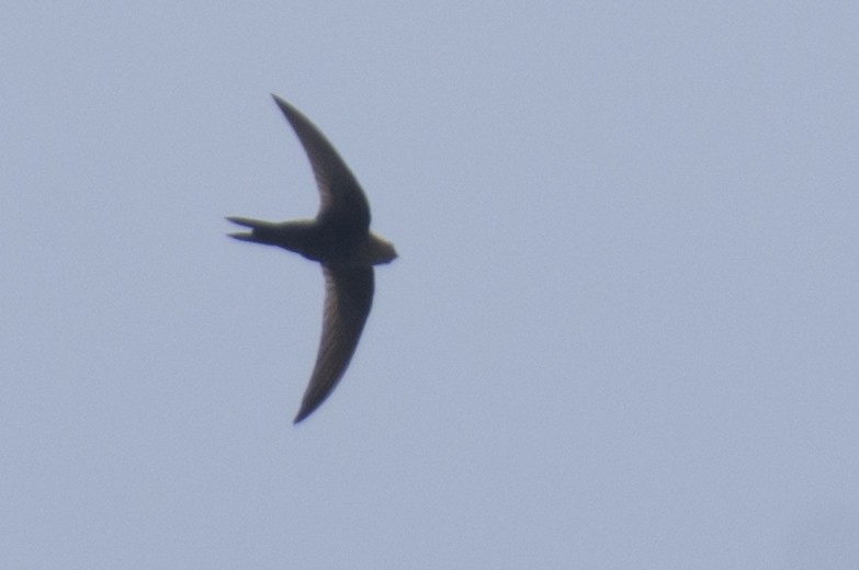 swift sp. - ML646123394