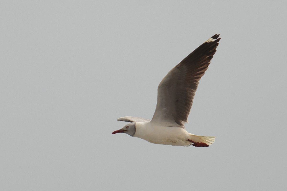 Gray-hooded Gull - ML646123395