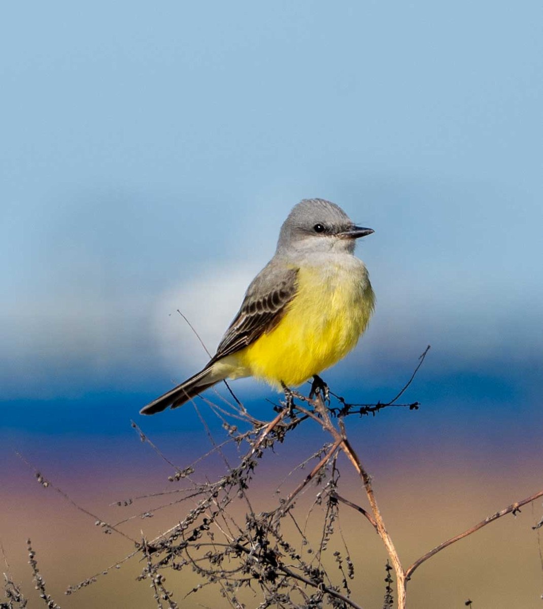Western Kingbird - ML646123402