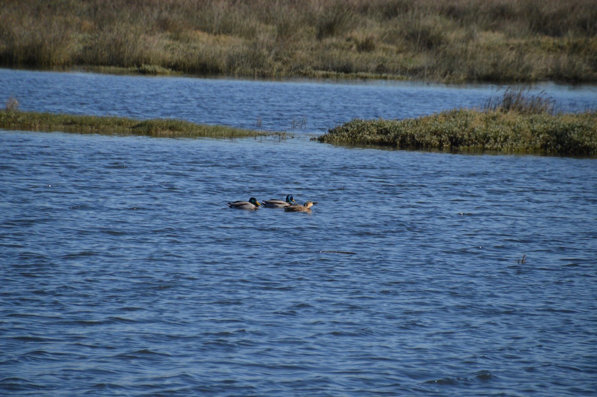 kachna divoká - ML646123425