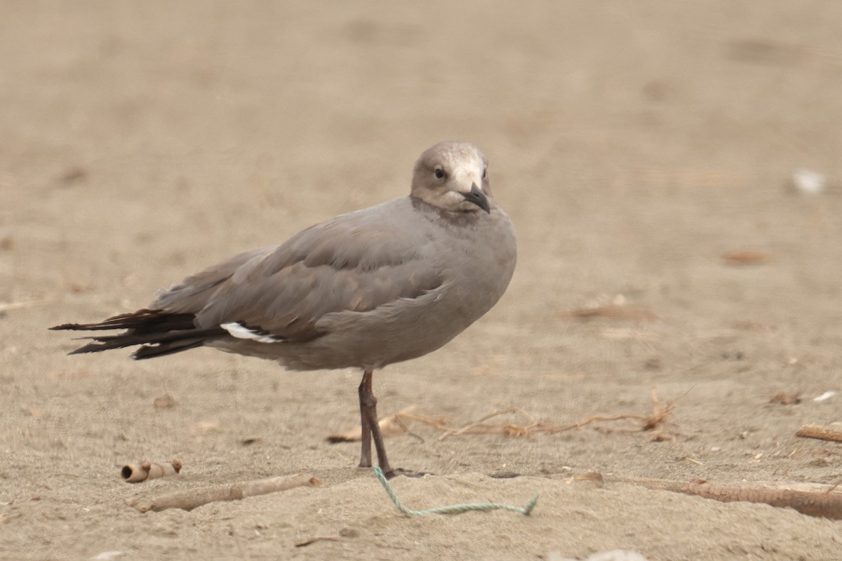 Kül Rengi Martı - ML646123429