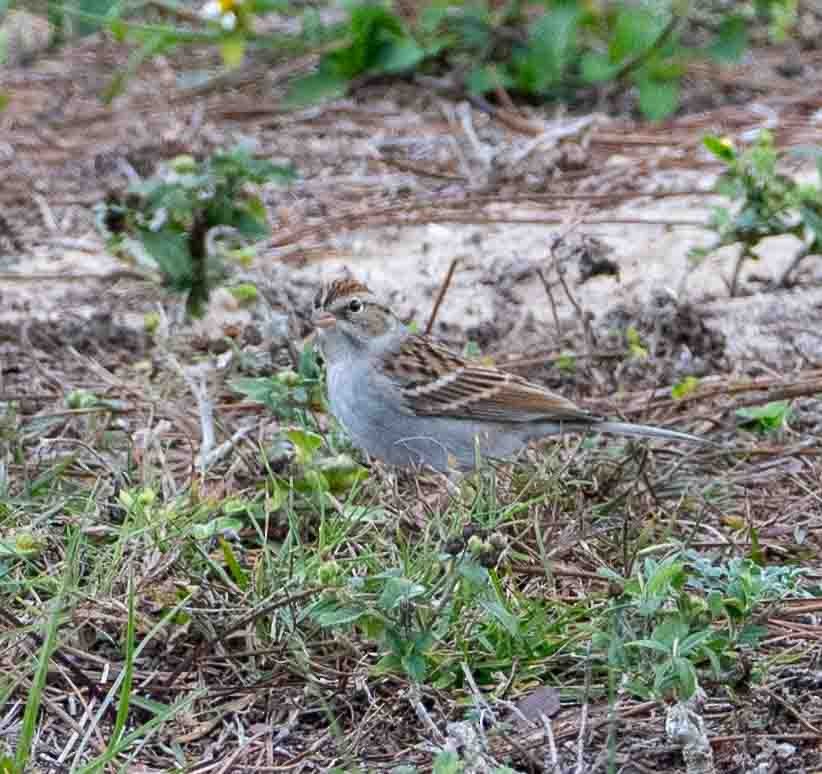 Chipping Sparrow - ML646123431