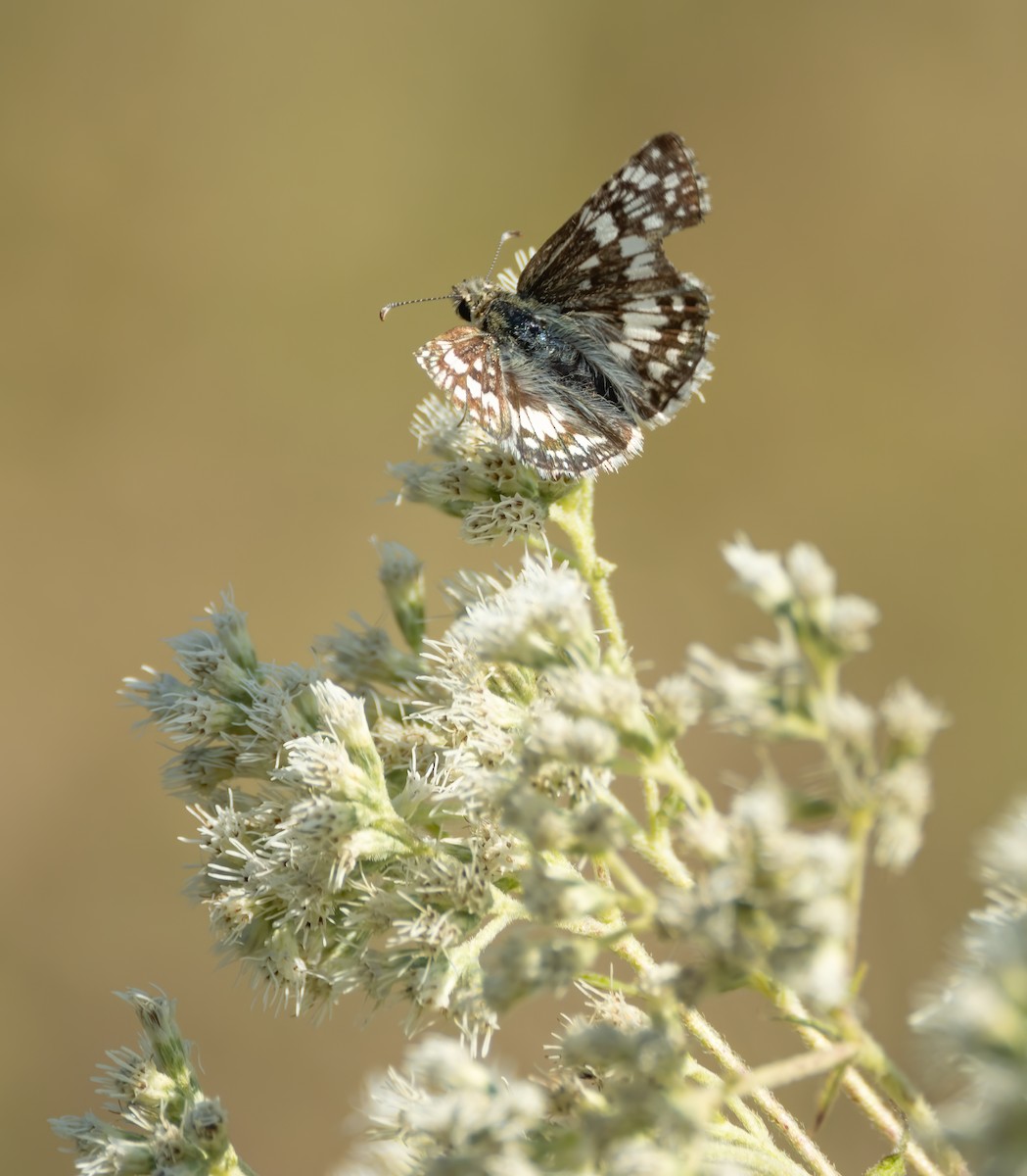 Common Checkered-Skipper - ML646123432