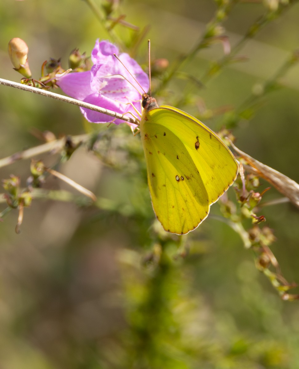 Cloudless Sulphur - ML646123433