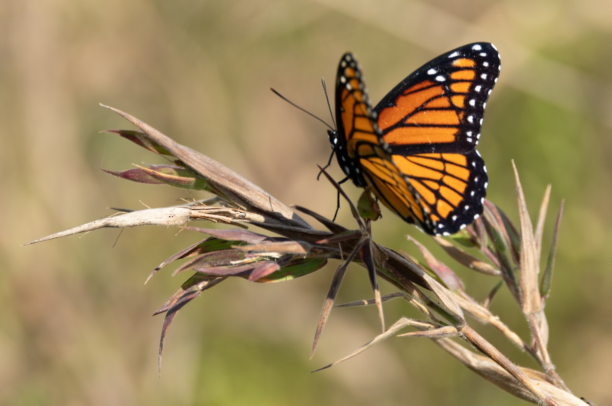 Viceroy - ML646123434