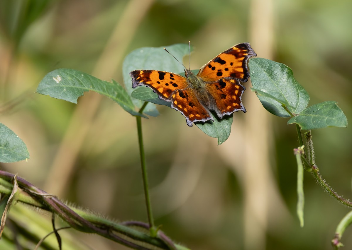 Eastern Comma - ML646123435