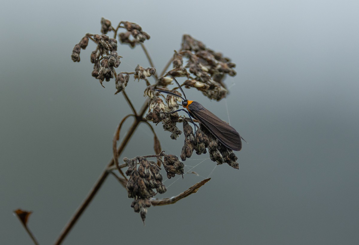 Yellow-collared Scape Moth - ML646123436