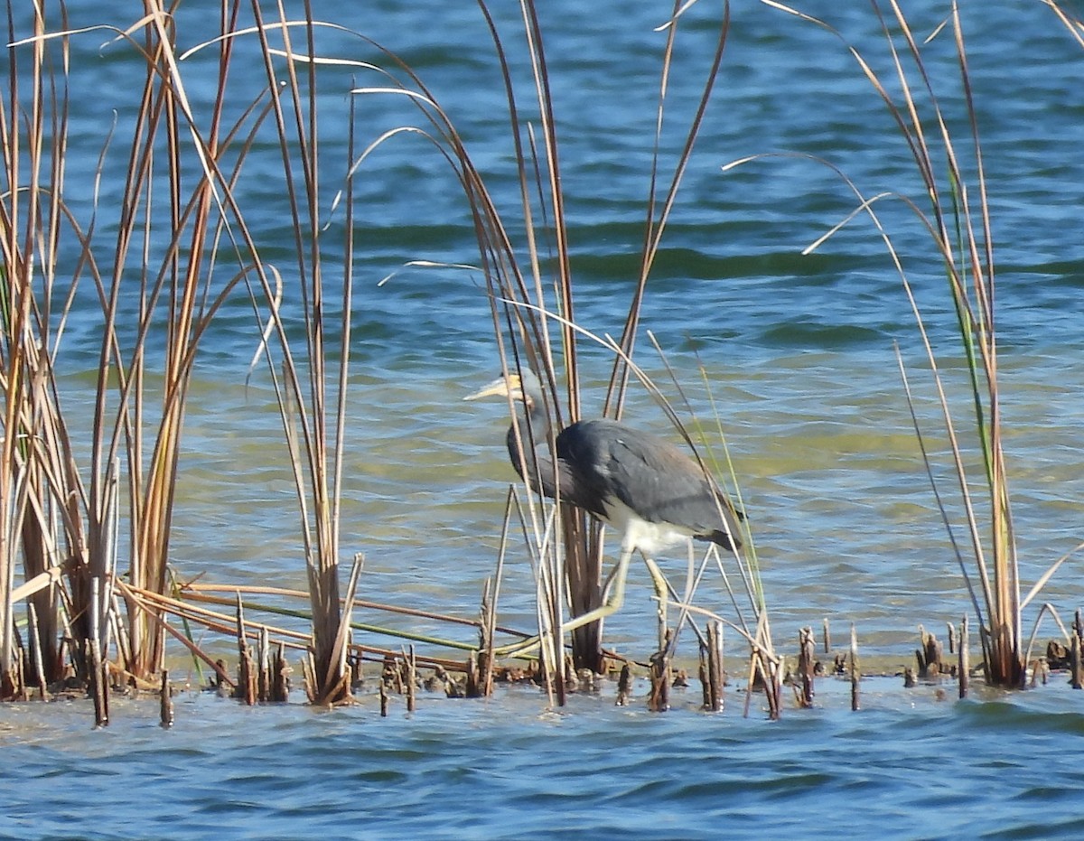 Tricolored Heron - ML646123438