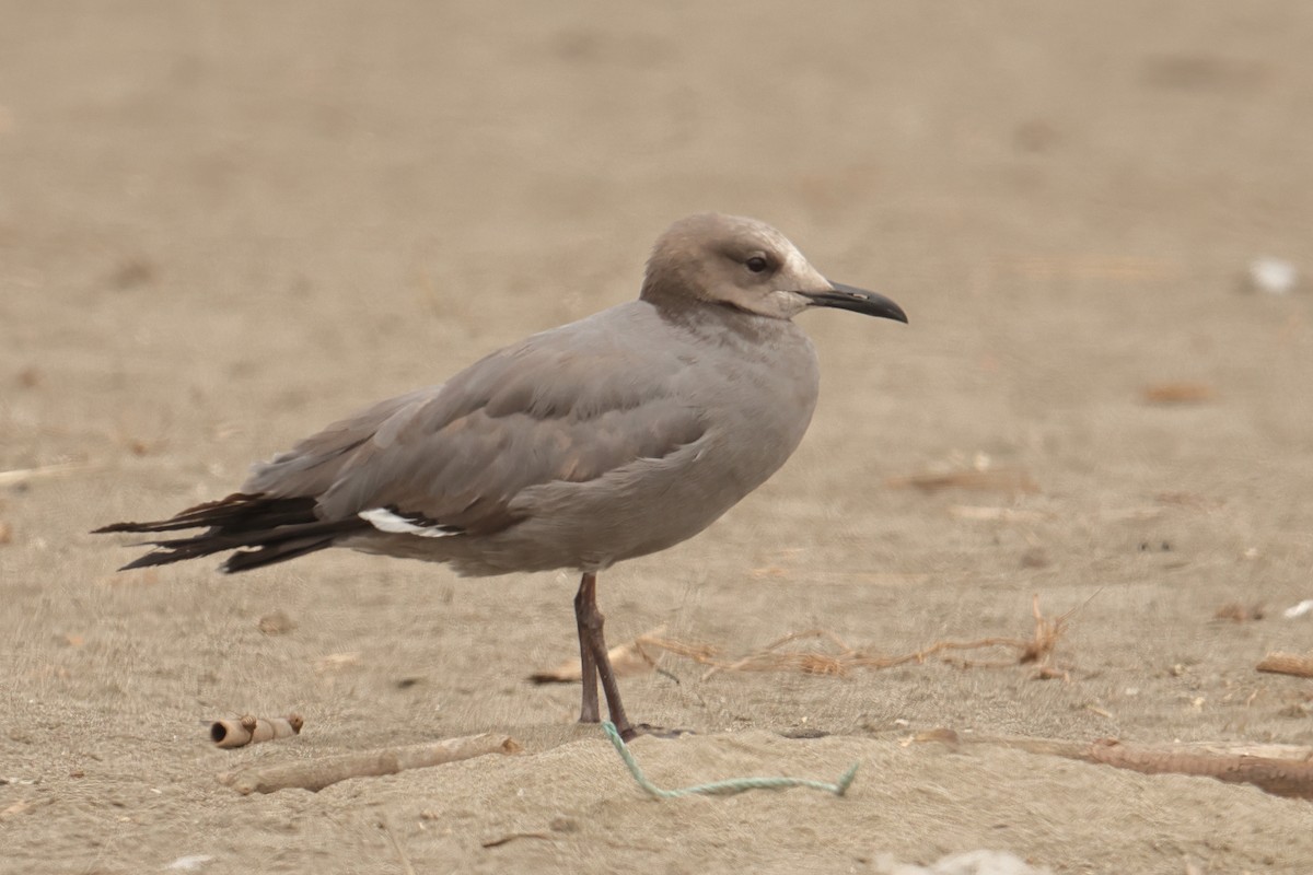 Kül Rengi Martı - ML646123439