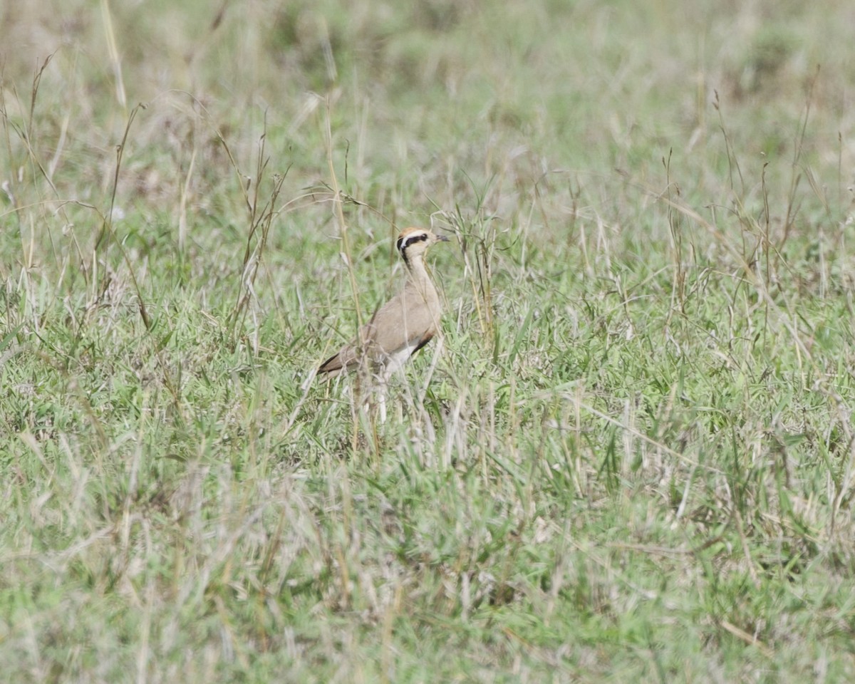 Temminck's Courser - ML646123442