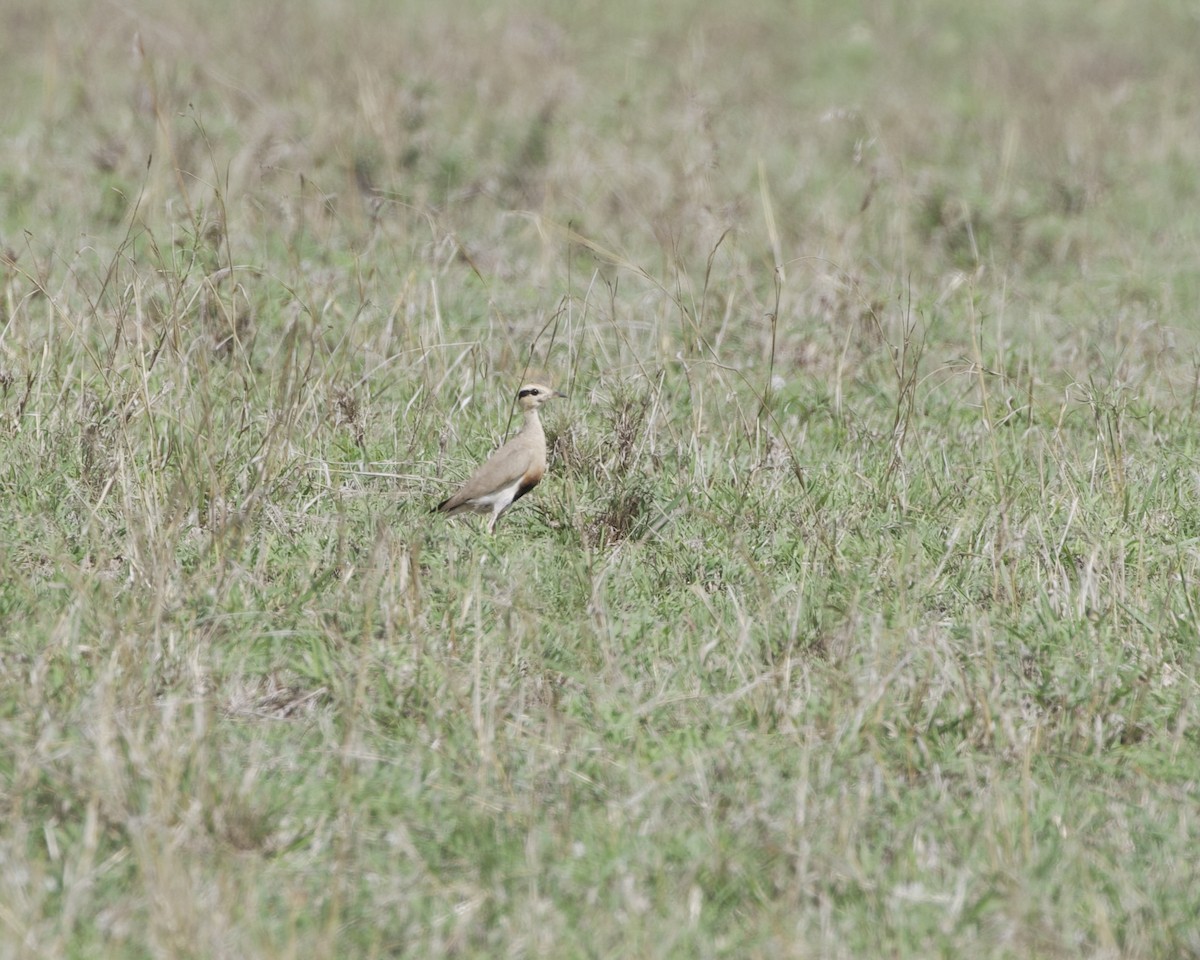Temminck's Courser - ML646123443