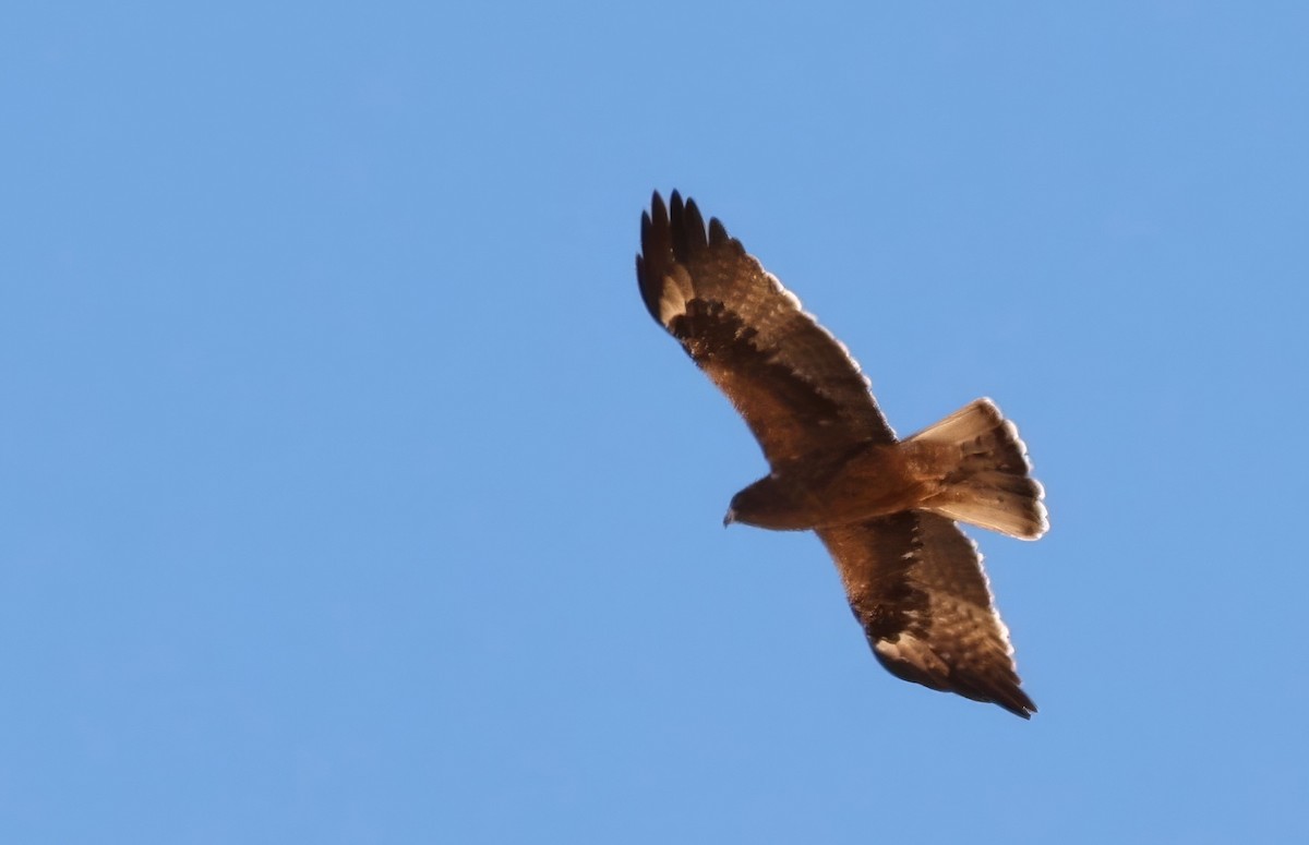 Booted Eagle - ML646123447