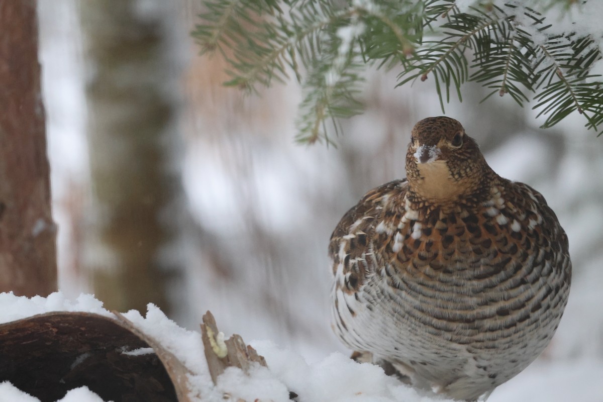 jeřábek kanadský - ML646123448