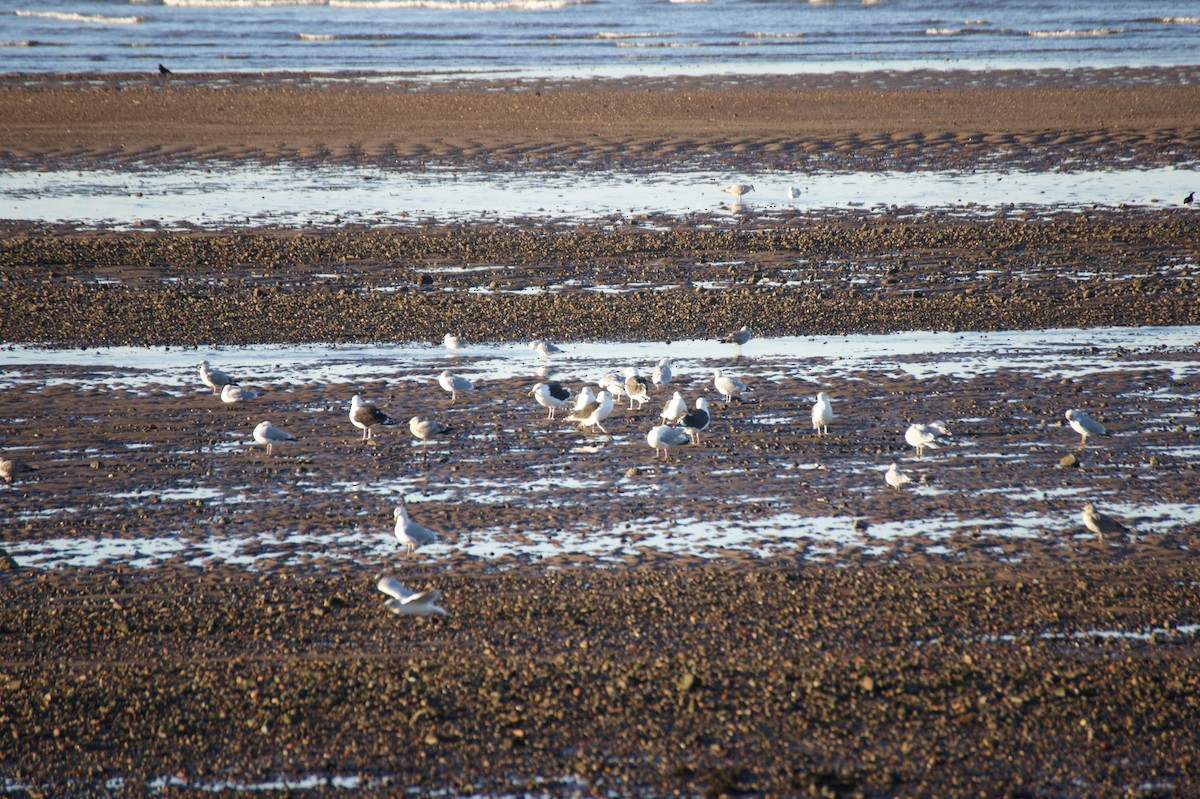 racek mořský - ML646123449