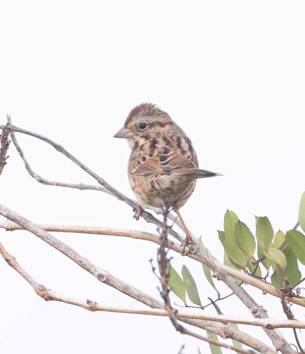 Song Sparrow - ML646123450