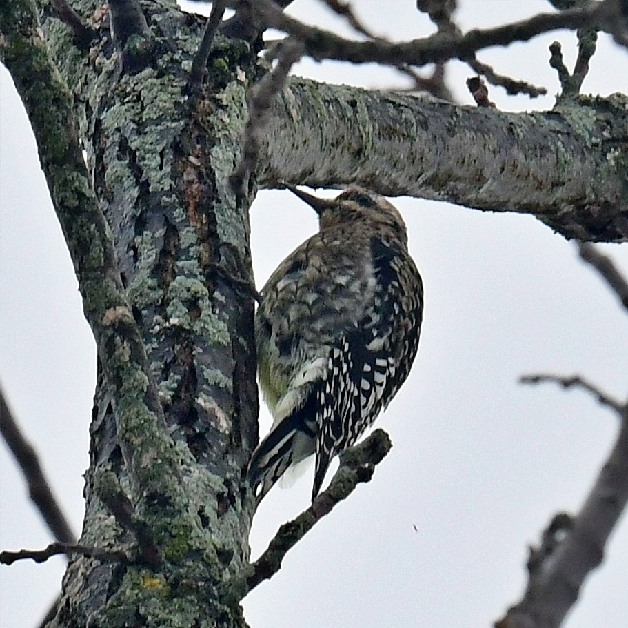 Yellow-bellied Sapsucker - ML646123458
