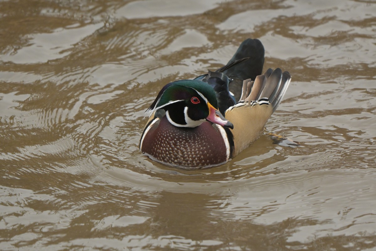 Canard branchu - ML646123466