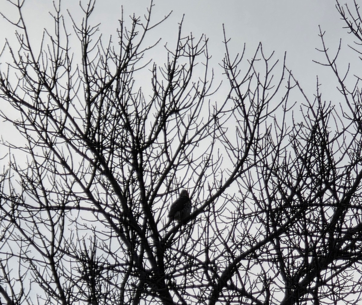 jestřáb americký - ML646123467