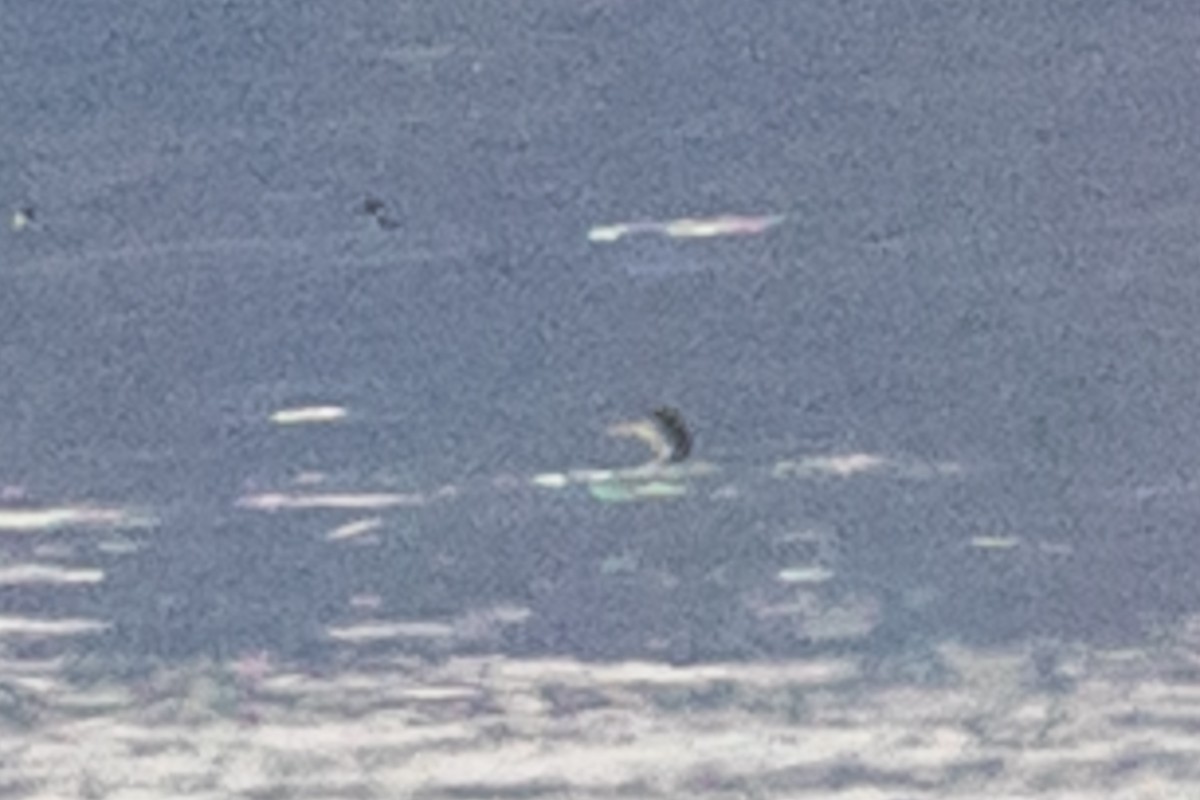 Common Loon - ML646123468