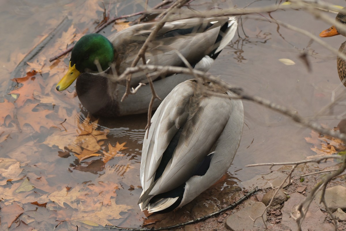 Mallard - ML646123475