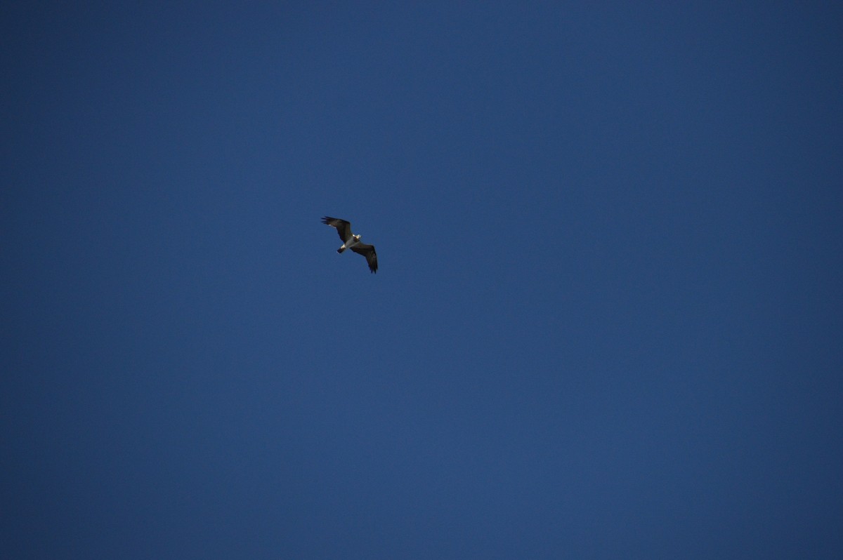 orlovec říční - ML646123485