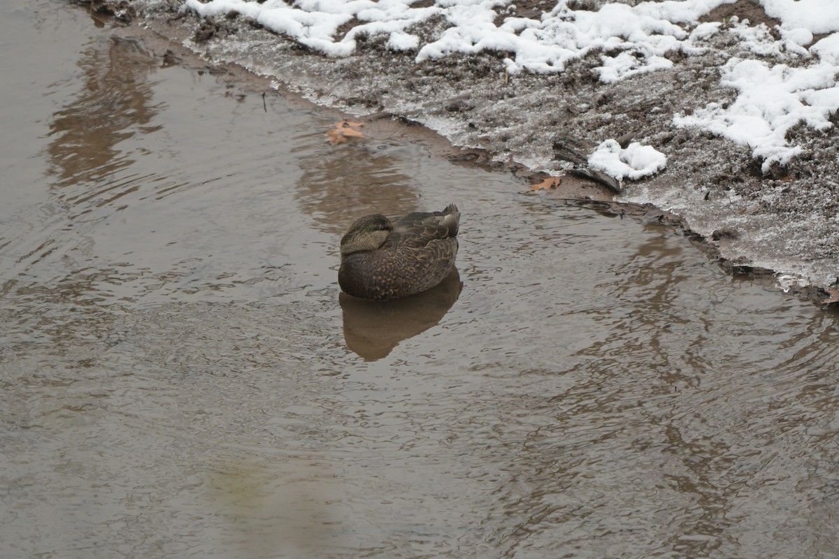 American Black Duck - ML646123486