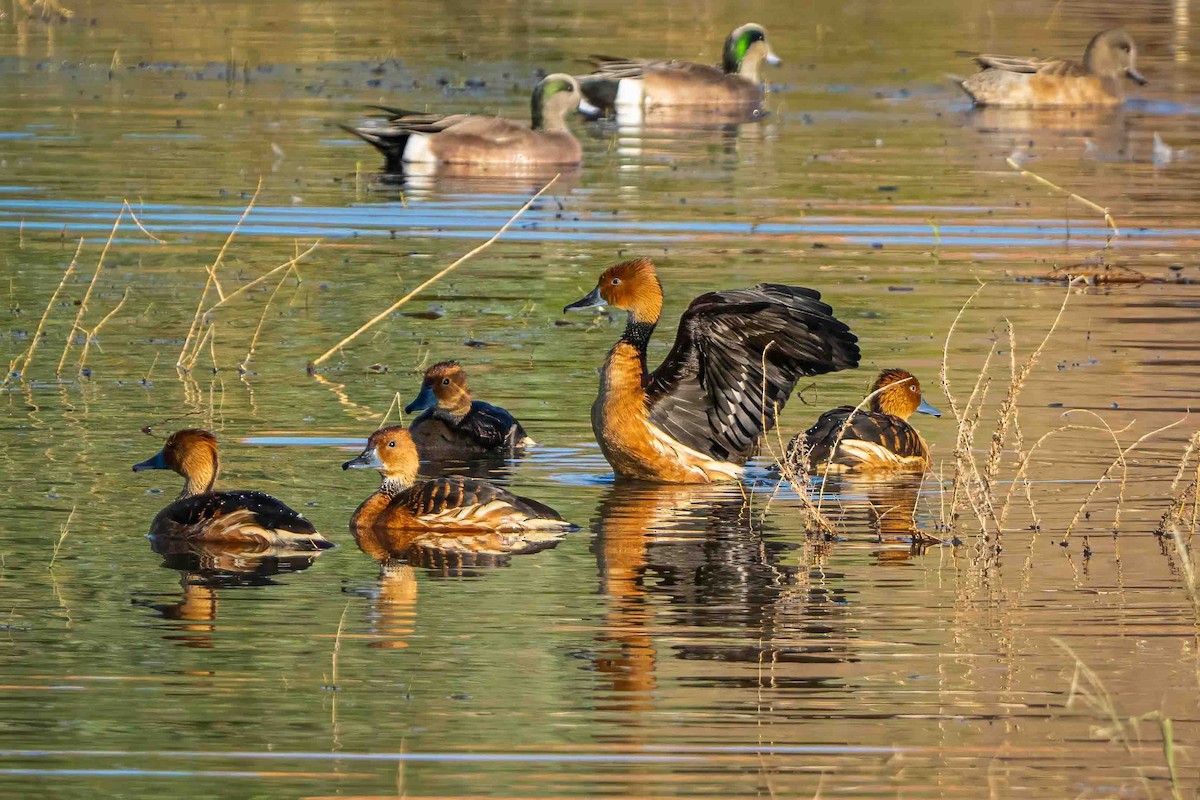 Fulvous Whistling-Duck - ML646123488