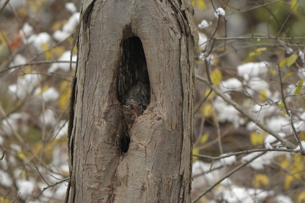 Eastern Screech-Owl - ML646123494