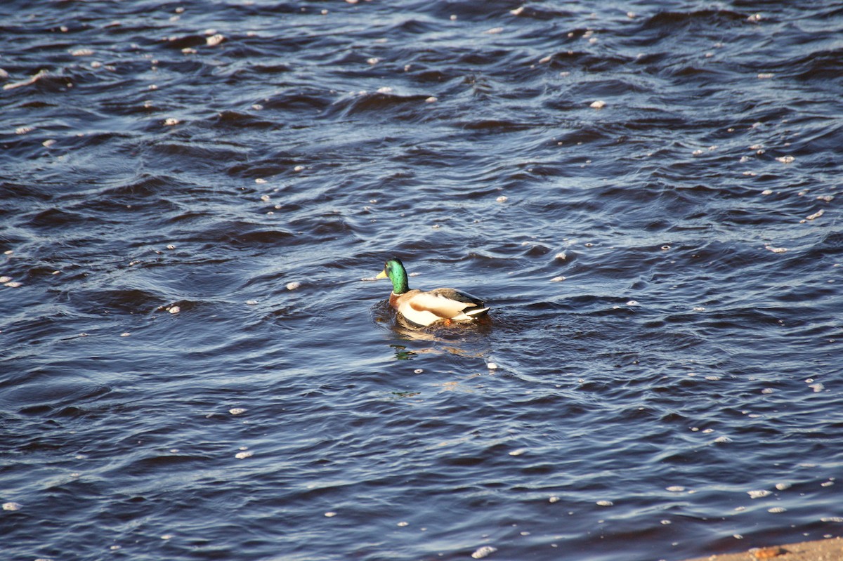 マガモ - ML646123497