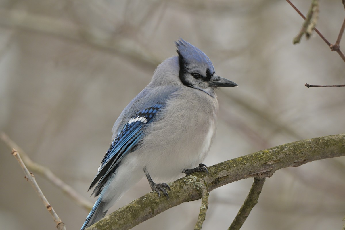 Blue Jay - ML646123504