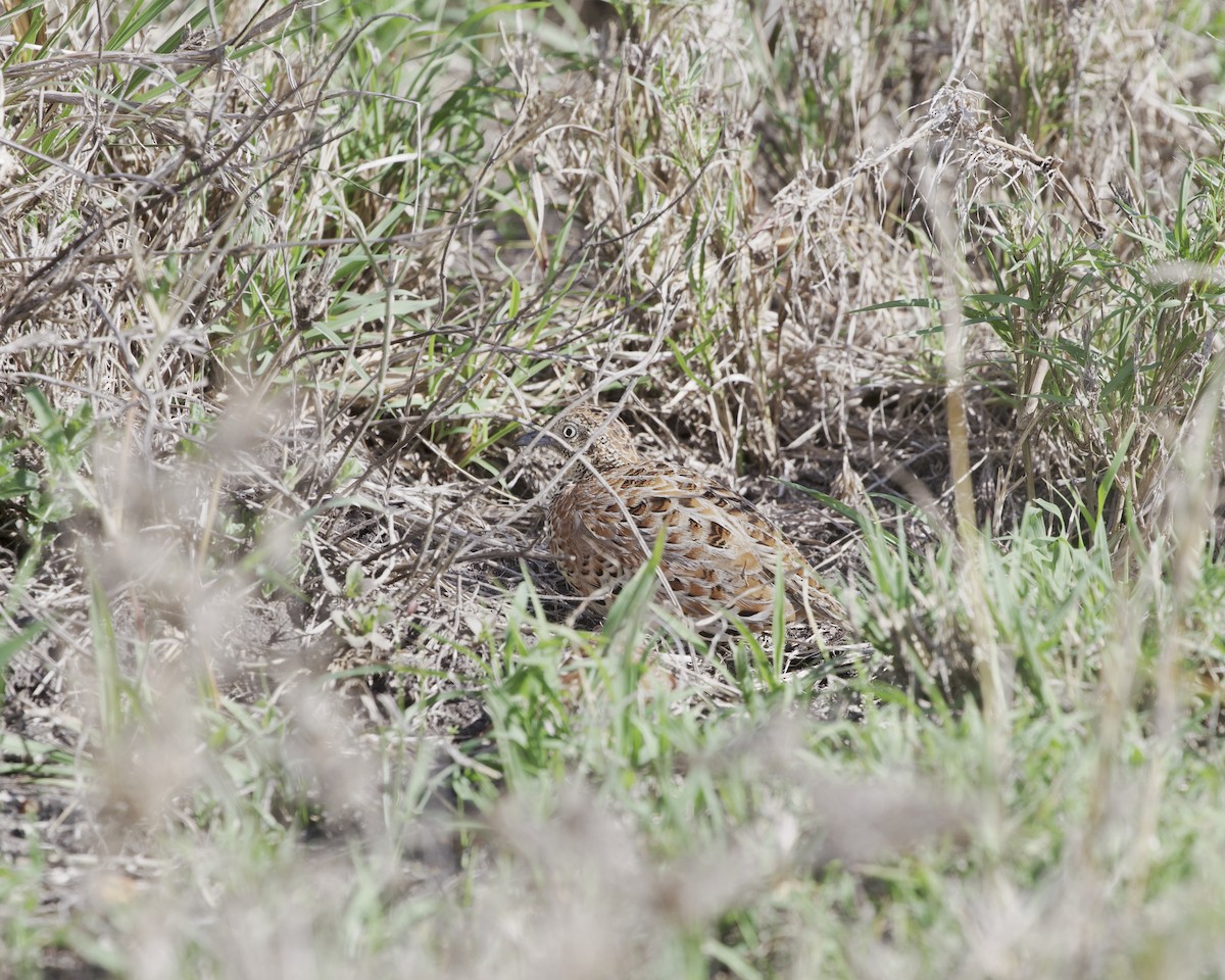 Laufhühnchen - ML646123507