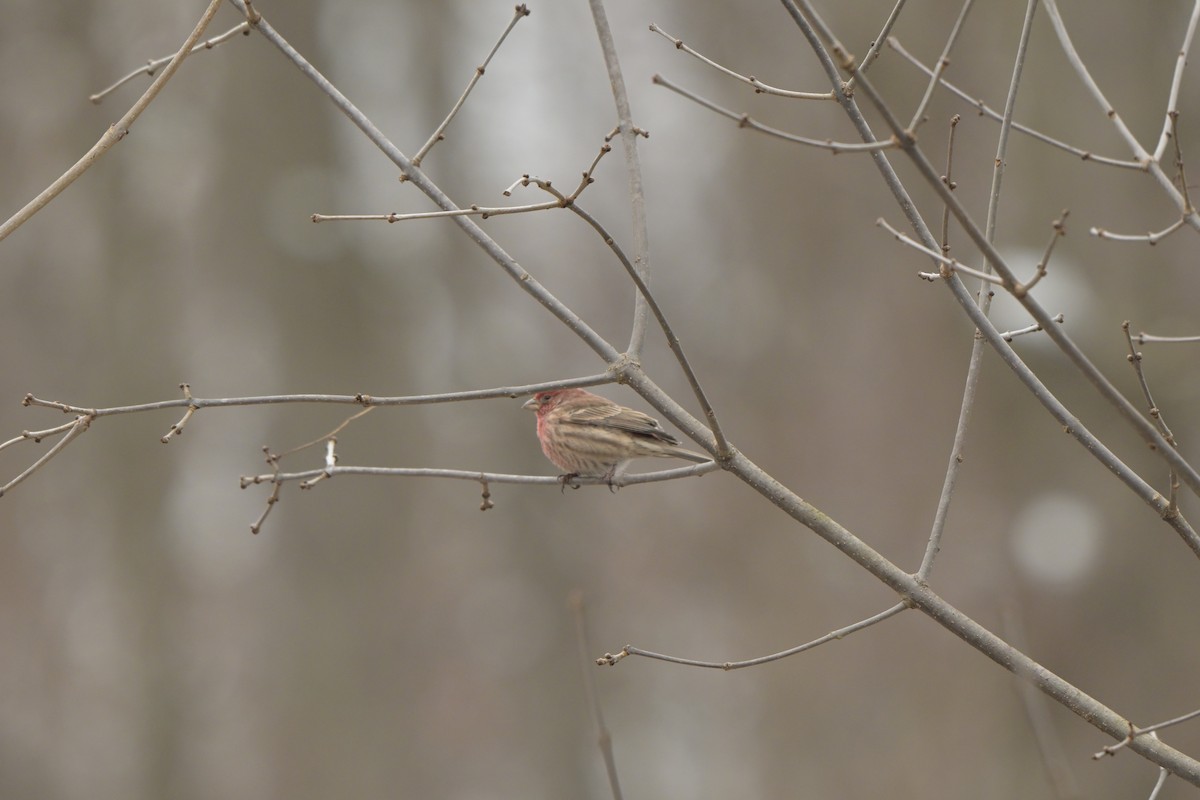 House Finch - ML646123512