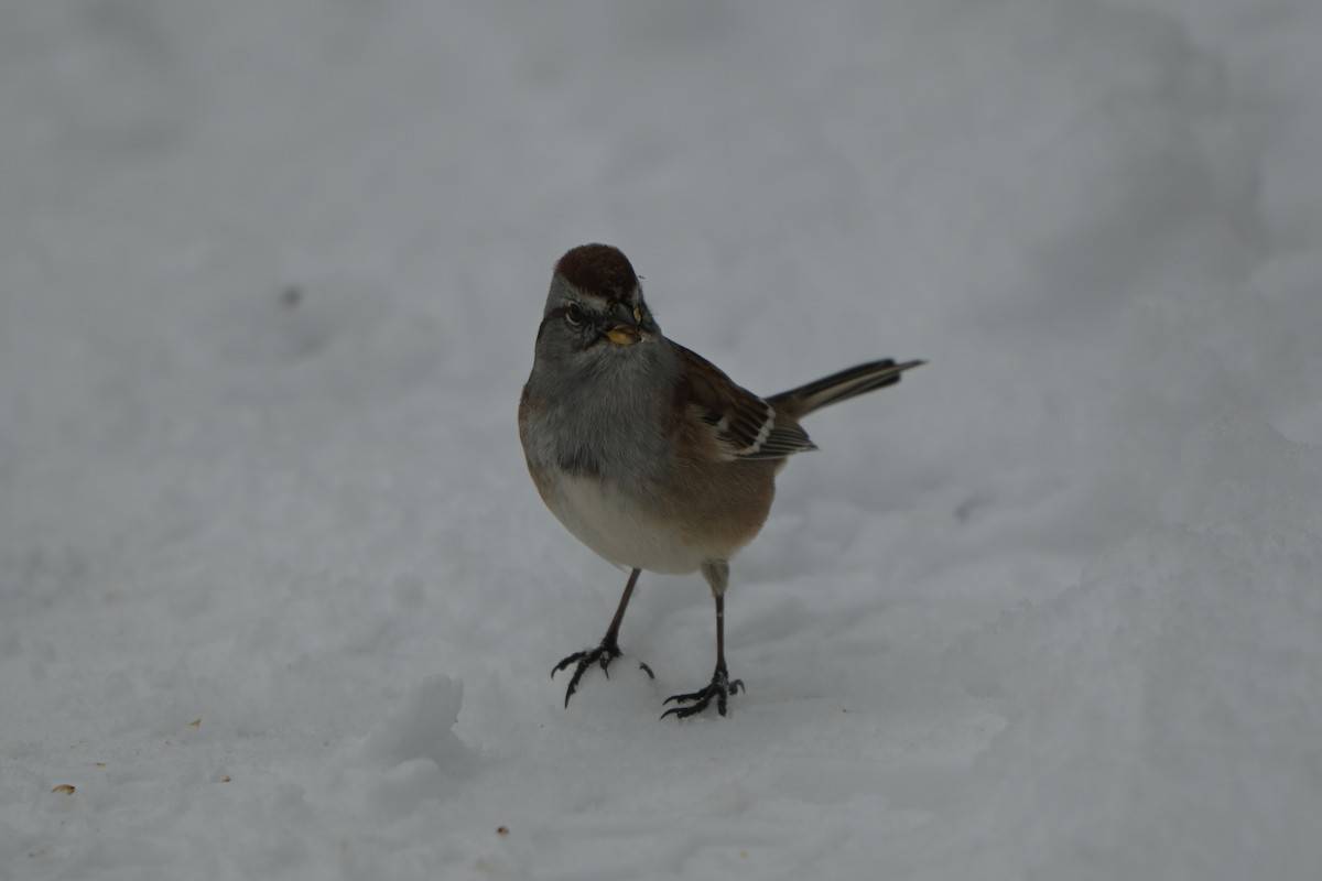 American Tree Sparrow - ML646123519