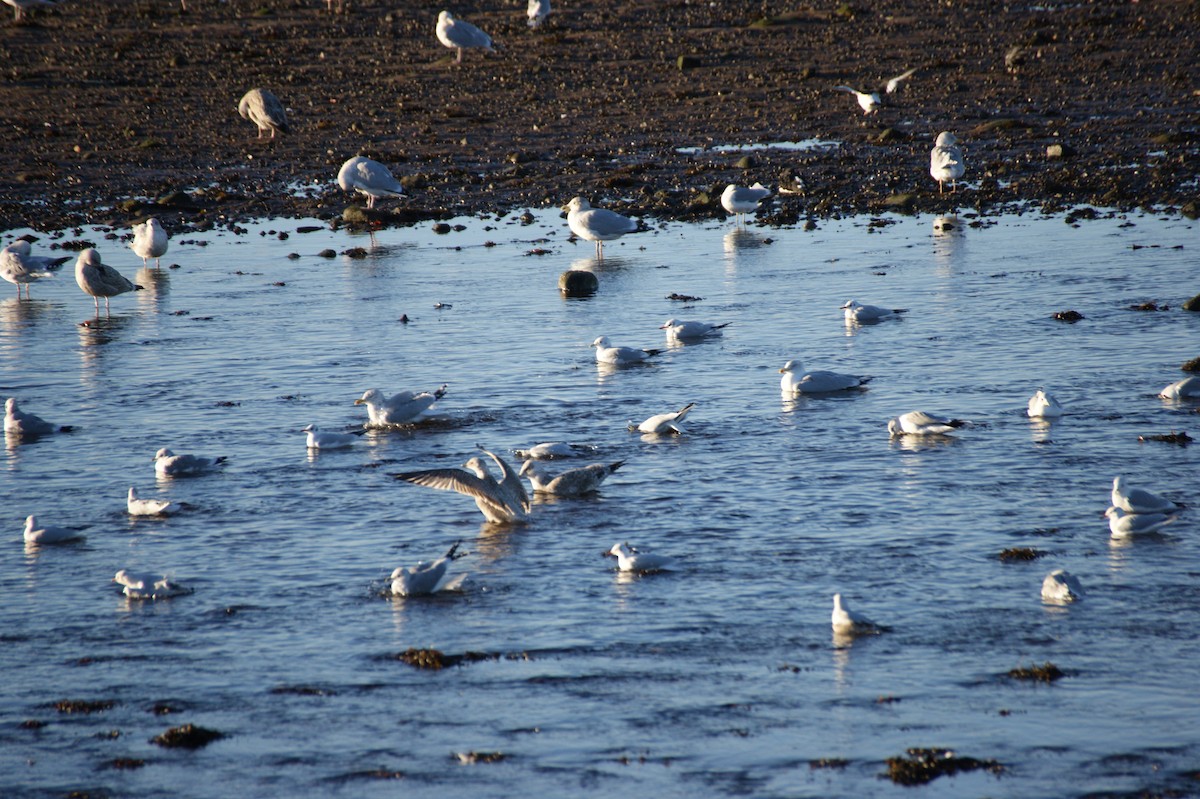 ユリカモメ - ML646123523