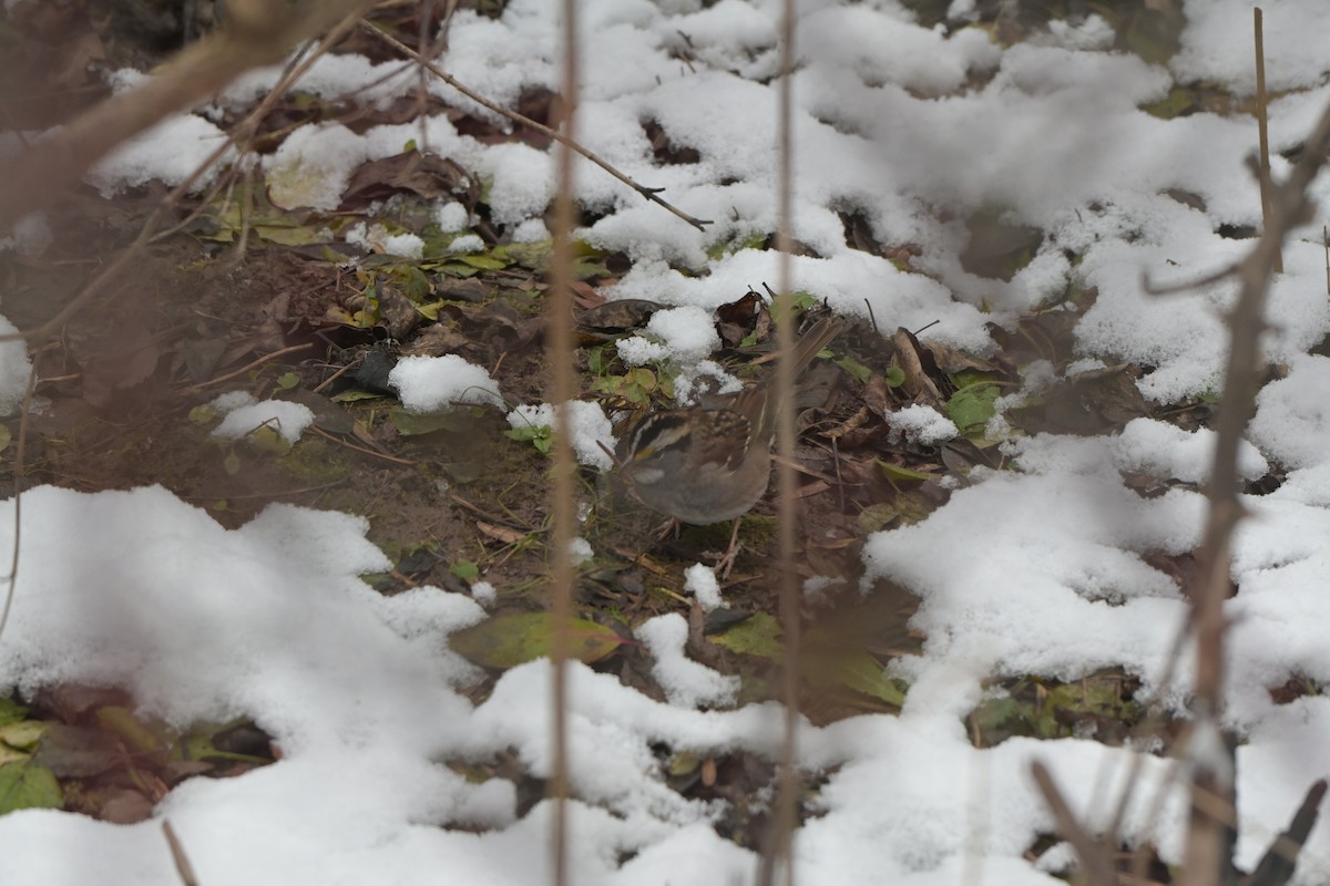 White-throated Sparrow - ML646123530