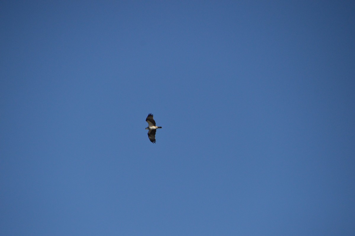 orlovec říční - ML646123534