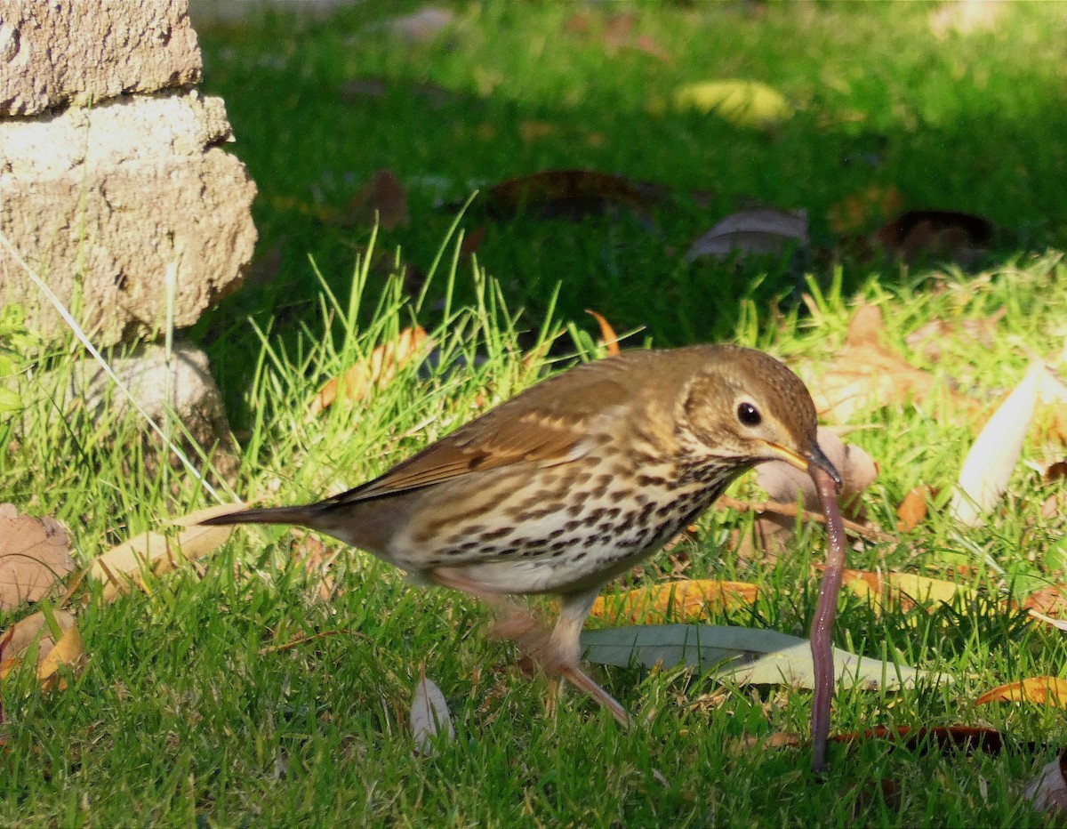 Song Thrush - ML646123536