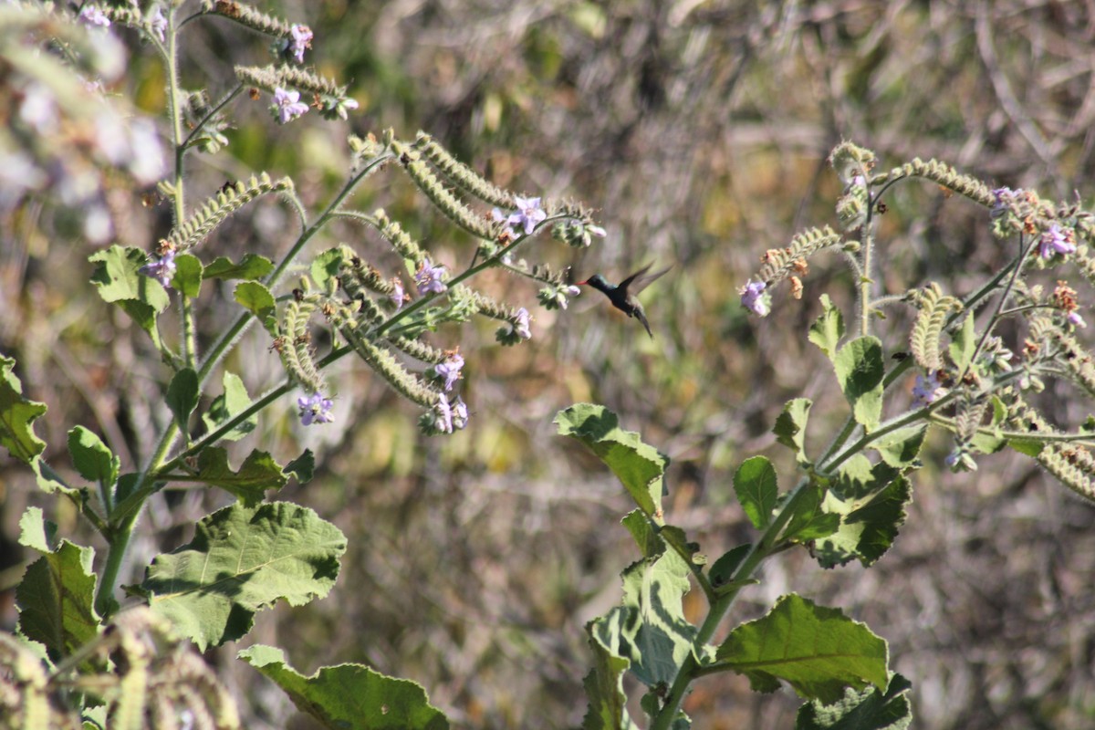 Colibrí Piquiancho de Guerrero - ML646123541