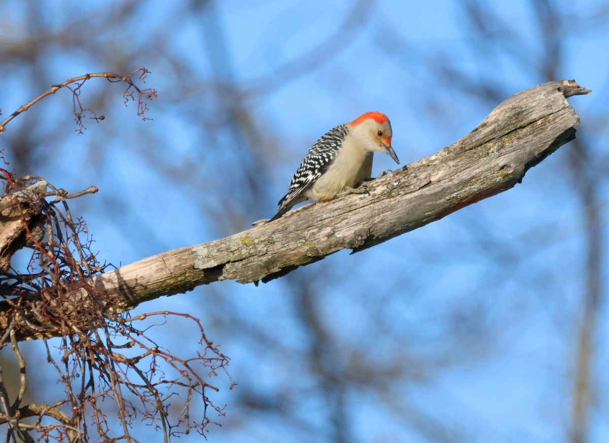Red-bellied Woodpecker - ML646123544