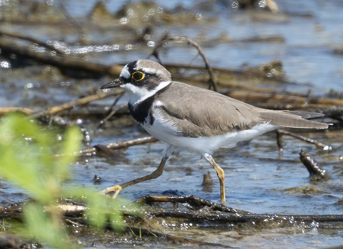 kulík říční - ML646123545