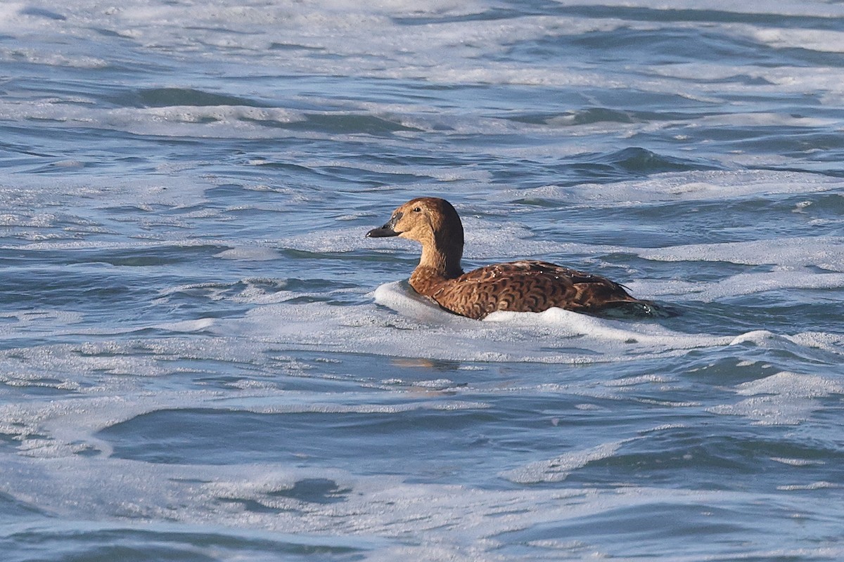 King Eider - ML646123549