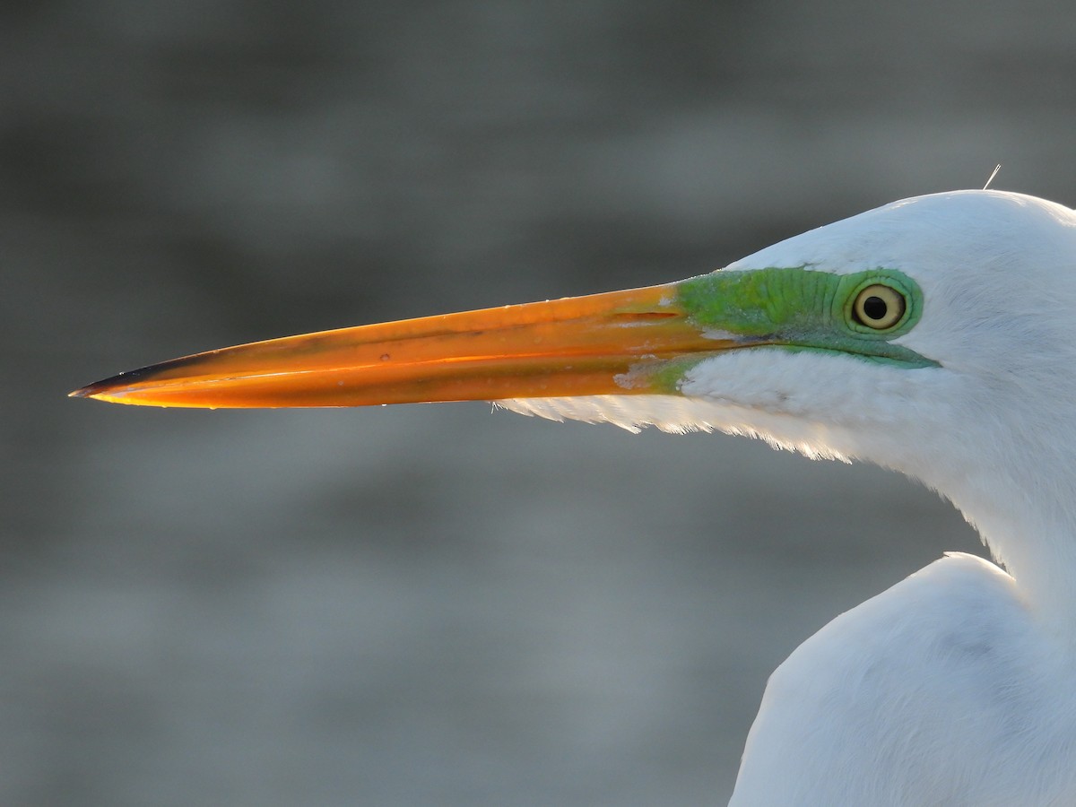 Great Egret - ML646123553
