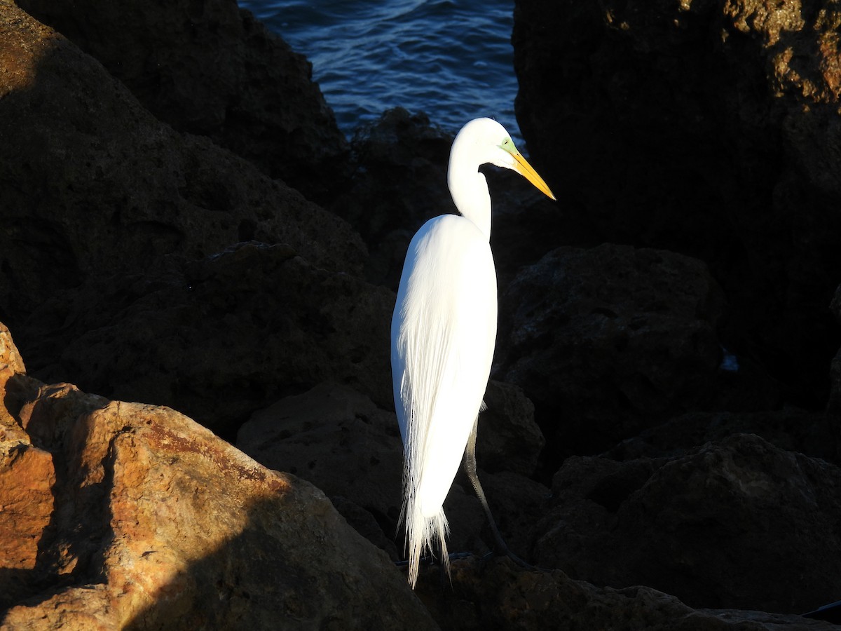 Great Egret - ML646123556