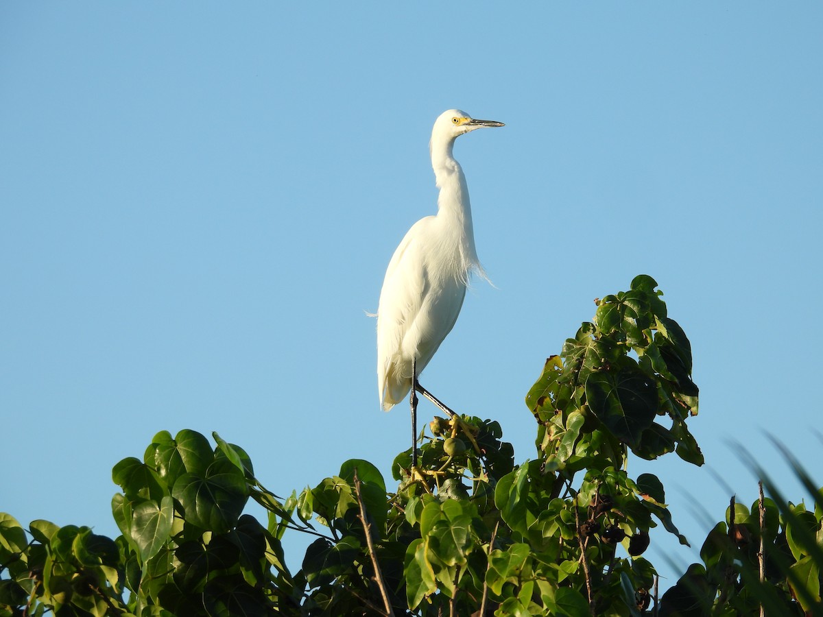 Great Egret - ML646123558