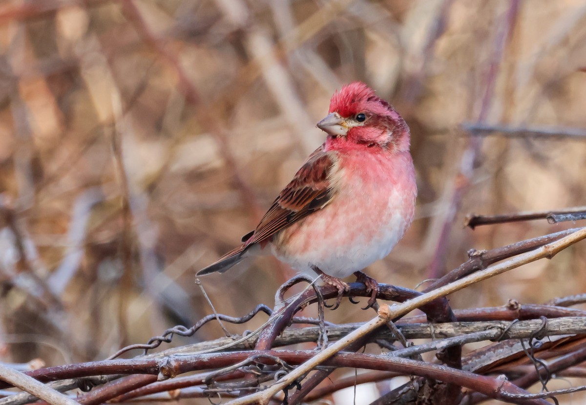 Purple Finch - ML646123563