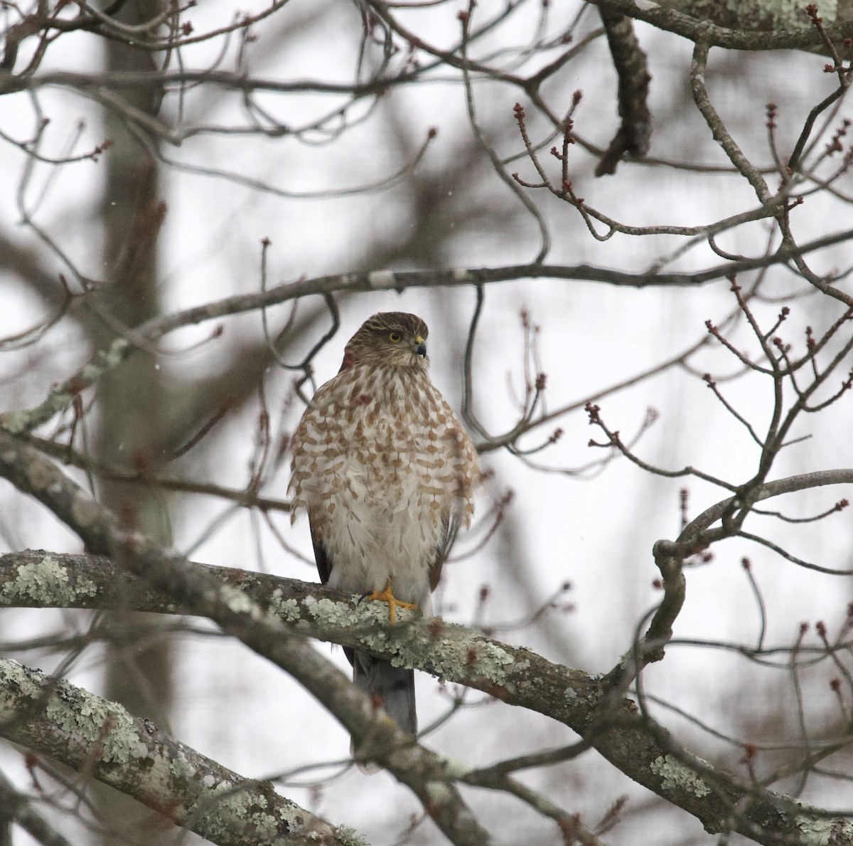 Sharp-shinned Hawk - ML646123565