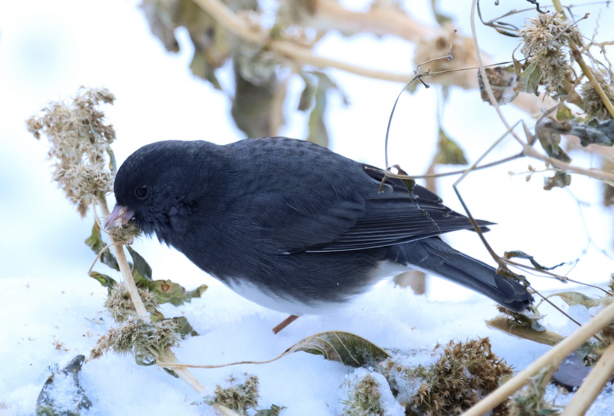 Dark-eyed Junco - ML646123567