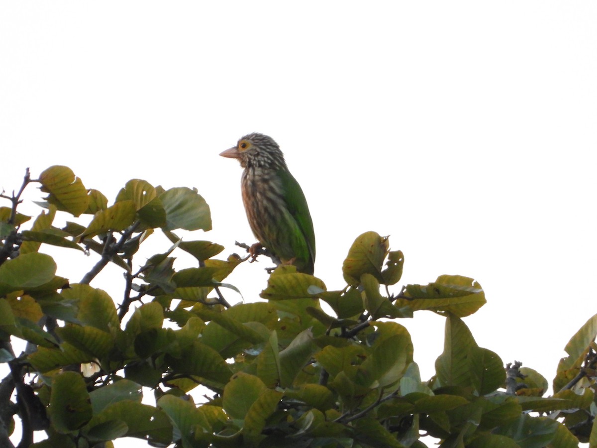 シロボシオオゴシキドリ - ML646123571